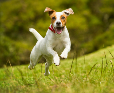 Puppy Playing Outside