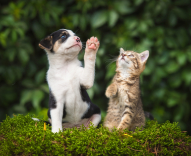 puppy and a cat