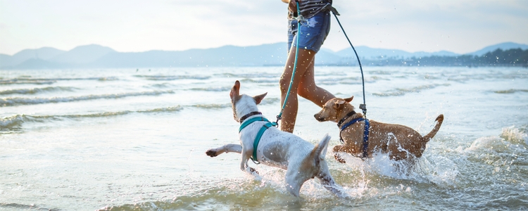 Dog play date at the beach during summer