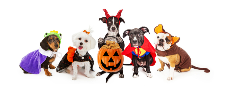 Happy pets in Halloween costumes using Union Plus Pet Insurance 