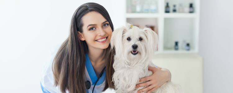 Union Plus Pet Insurance 