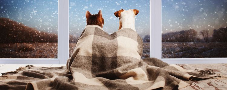 Pets staying safe during winter using Union Plus Pet Health Insurance